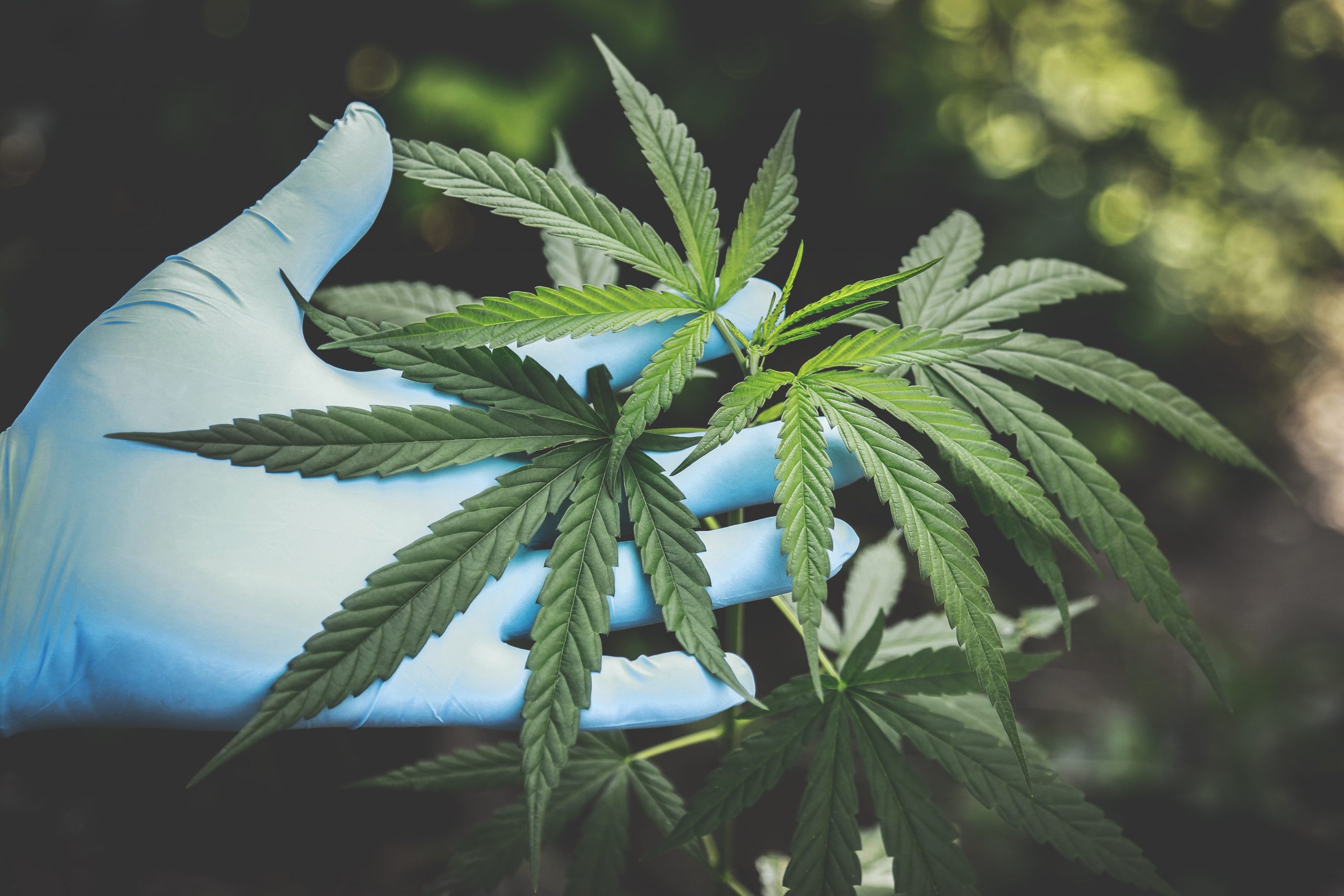 Легализация марихуана в калифорнии выращивания марихуаны гидропоника