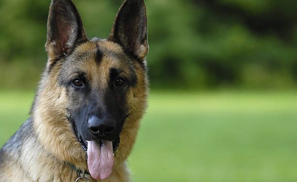 Portrait of German Dhepherd Dog.
