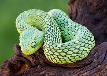 African Bush Viper Coiled to Strike