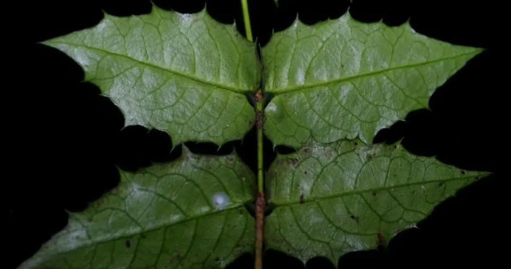 Euonymus aquifolium