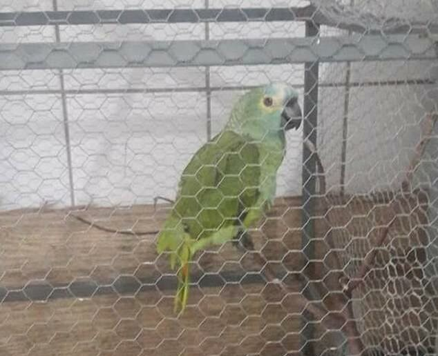 папагала